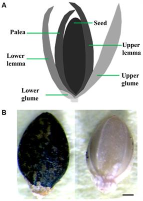 Optimization of Phenotyping Assays for the Model Monocot Setaria viridis